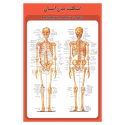 پوستر آموزشی طرح آناتومی اسکلت بدن انسان